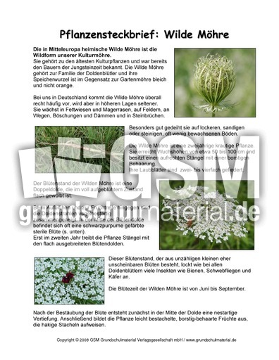 Steckbrief-Wilde-Möhre.pdf